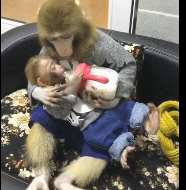 猴子给宝宝喂奶瓶上演母爱秀,网友评:只差一个洗尿布的猴爸爸了!