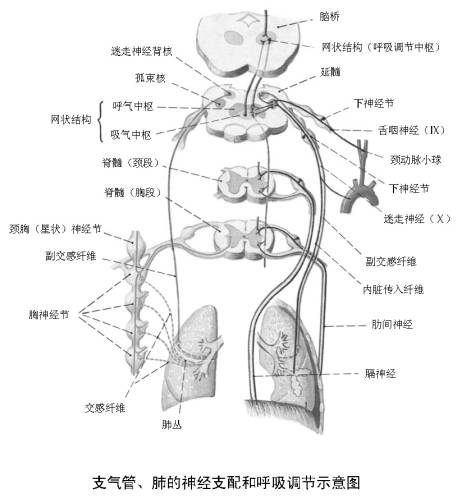 針刀治療支氣管哮喘