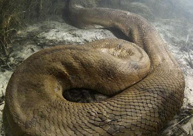世界上最大的蛇原来长这样
