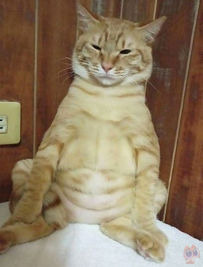 有腹肌的kitty猫图片