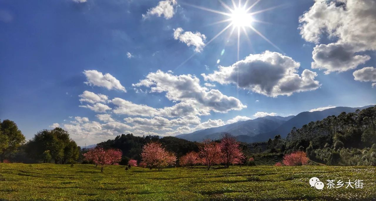 觀賞大街櫻花一日遊,景東無量山旅行社開始報名啦!