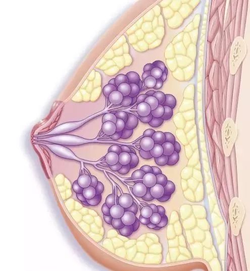 乳腺组织 正常图片