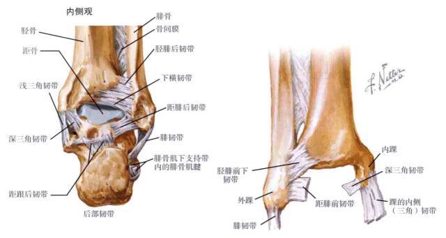 左脚结构图图片