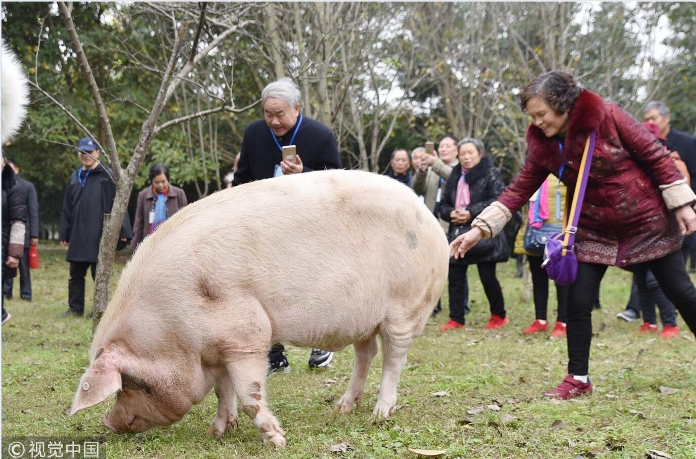 汶川地震"猪坚强"已400斤 独享"一室一厅"