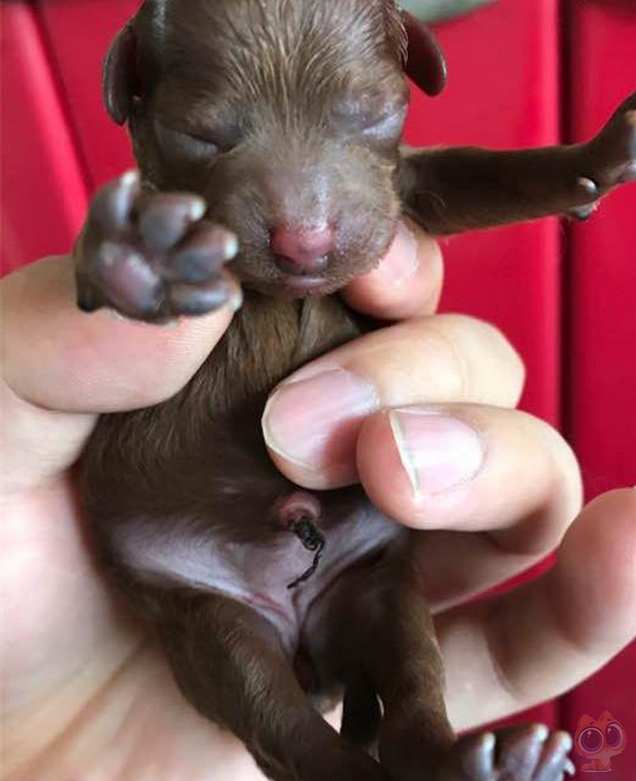 刚生下宝宝的泰迪犬,脾气变得很暴躁,伸手去抚摸竟然被它咬了!