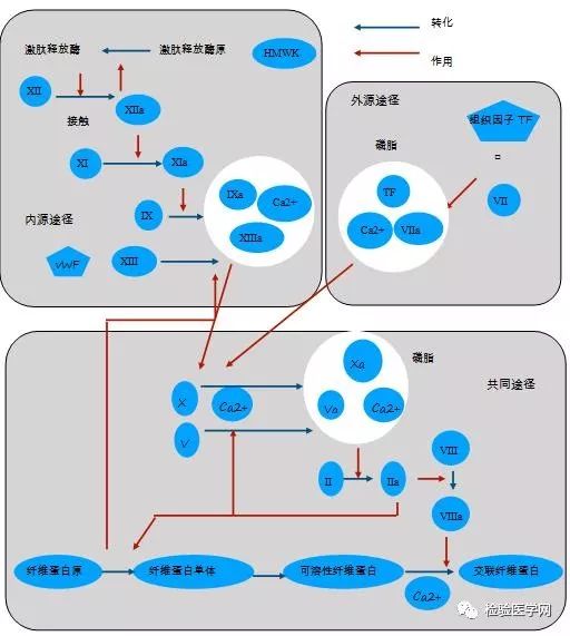 他的pt,aptt结果为何如此之高?