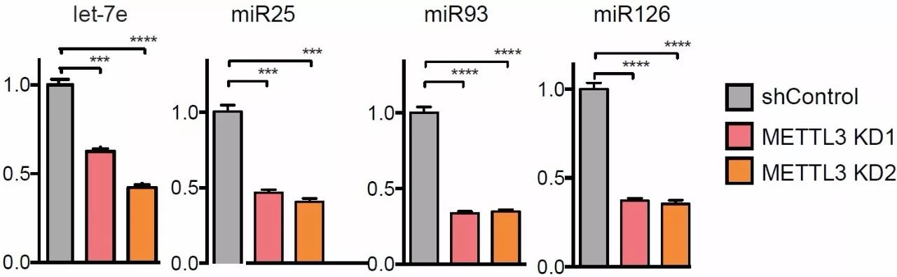 作者对几个关注的mirna进行qpcr验证,发现受mettl3敲低影响,mirna表达