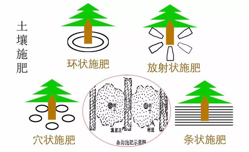 北方桃树采后管理技巧