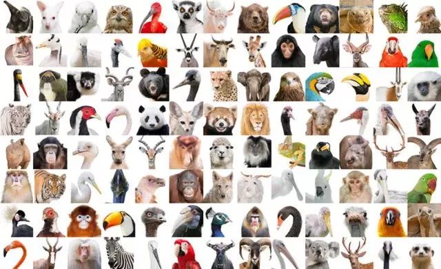 500种动物图片大全图片