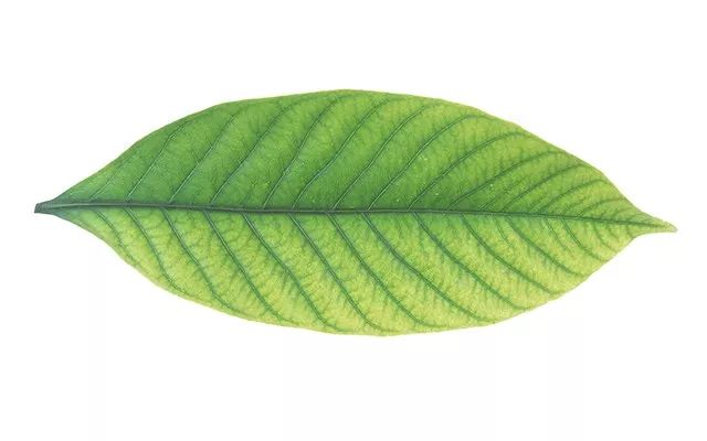 单子叶植物平行脉图片