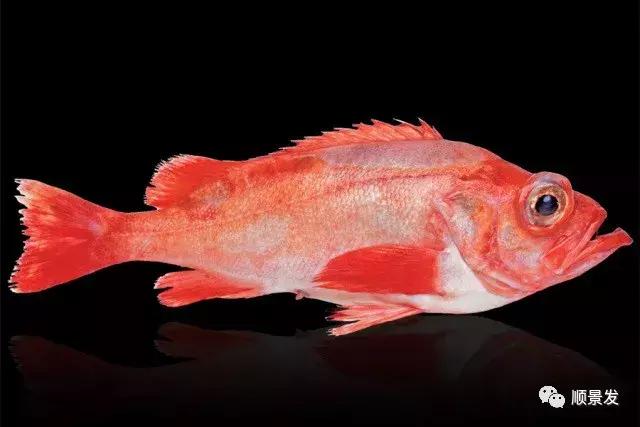 鱼儿为什么这样红顺景发冰岛深海红鱼新鲜上市