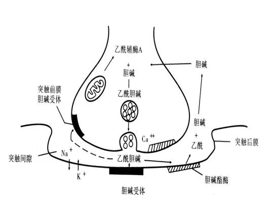 胆碱酯酶水解乙酰胆碱图片