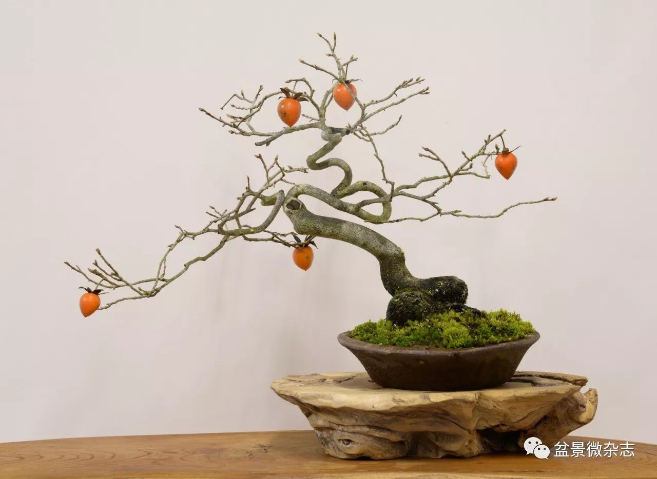 看一下日本老鸦柿盆景图片