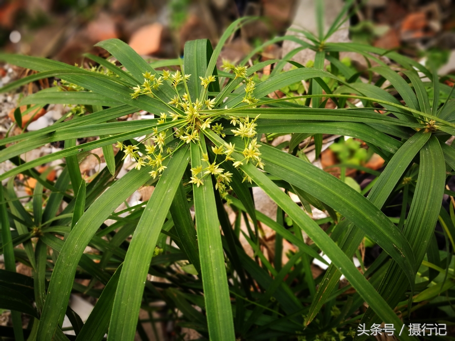 一种被称之为"伞草"的植物,是常用的观叶植物,您认识吗