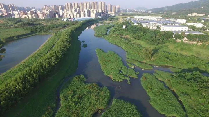 看工地青山绿水鸟语花香这还是你认识的深圳坪山河吗