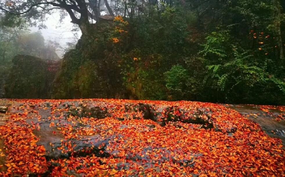 云南初冬山中景观流水潺潺落叶金黄