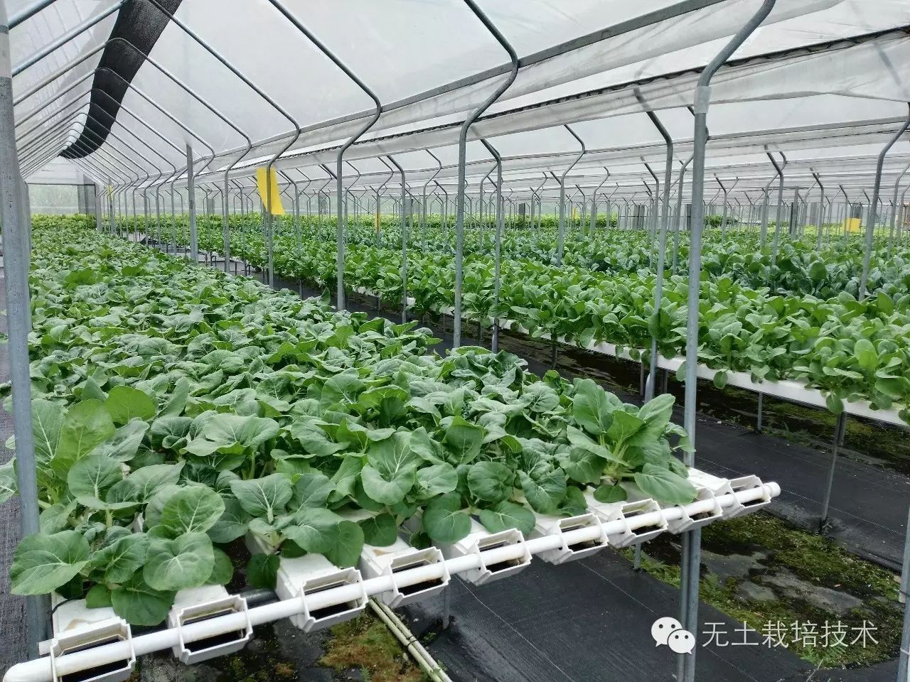 蔬菜种植技术与管理(蔬菜种植技术与管理手机)
