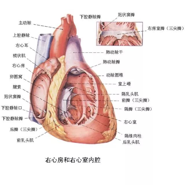 心房接受持续的血流,同时保证心室搏动血流的需求