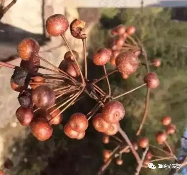 野生棠梨果,咬上去非常澀成熟後才有甜味,雖然難吃但是十分少見,如今