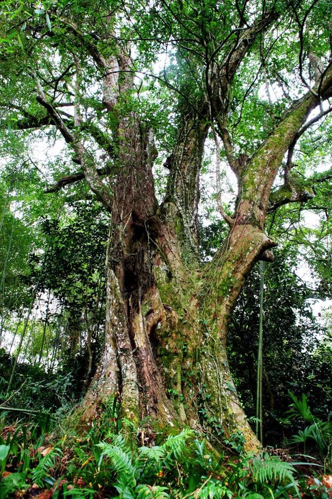 霸气!德化椤木石楠王获评福建树王,一睹古树风采