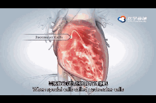 心脏泵血动态图图片