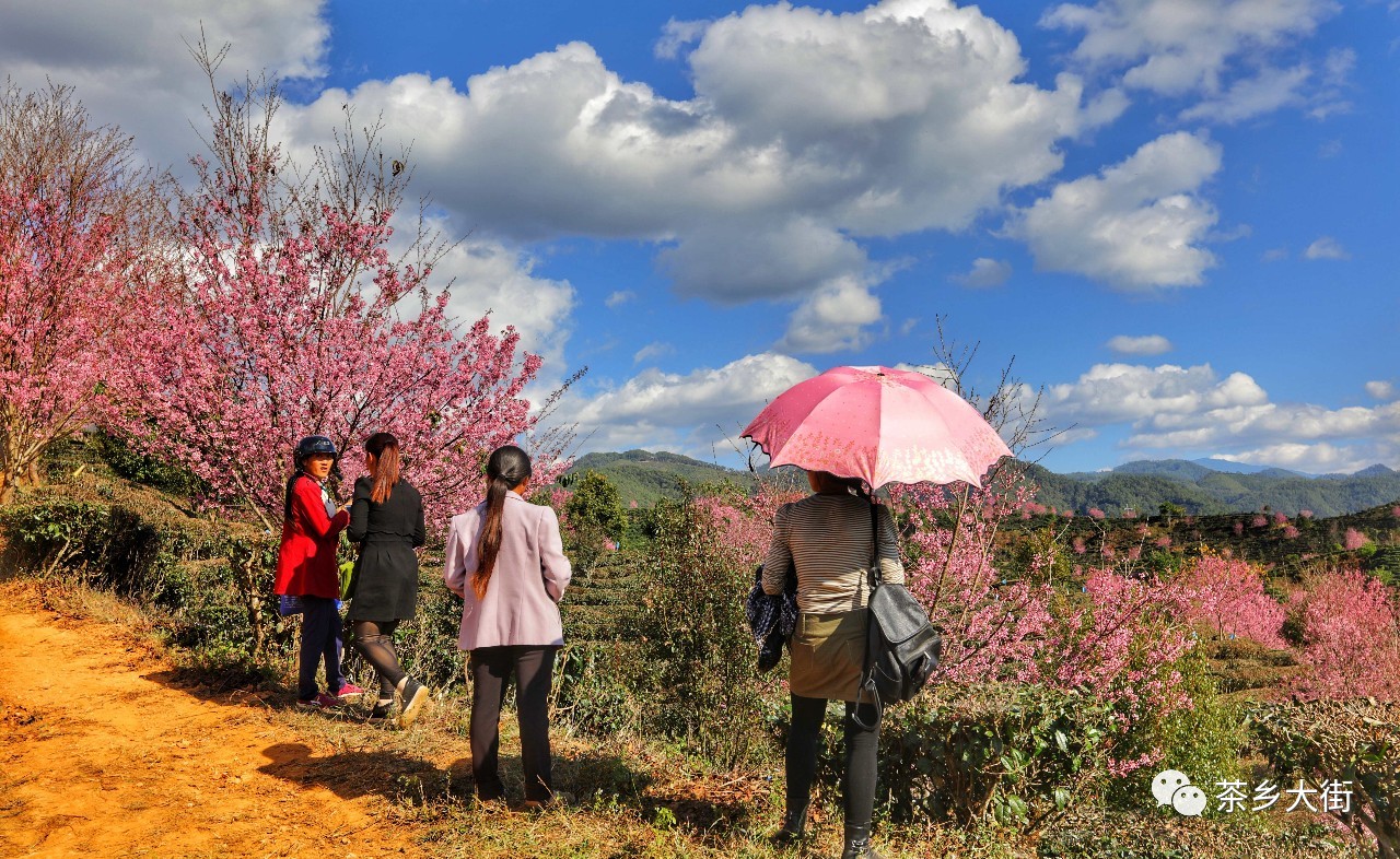 觀賞大街櫻花一日遊,景東無量山旅行社開始報名啦!