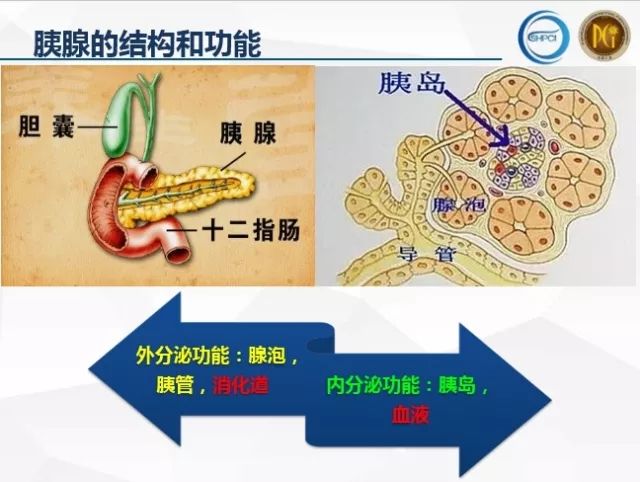胰腺是人体仅次于肝脏的第二大消化腺,结构上分为外分泌部和内分泌部
