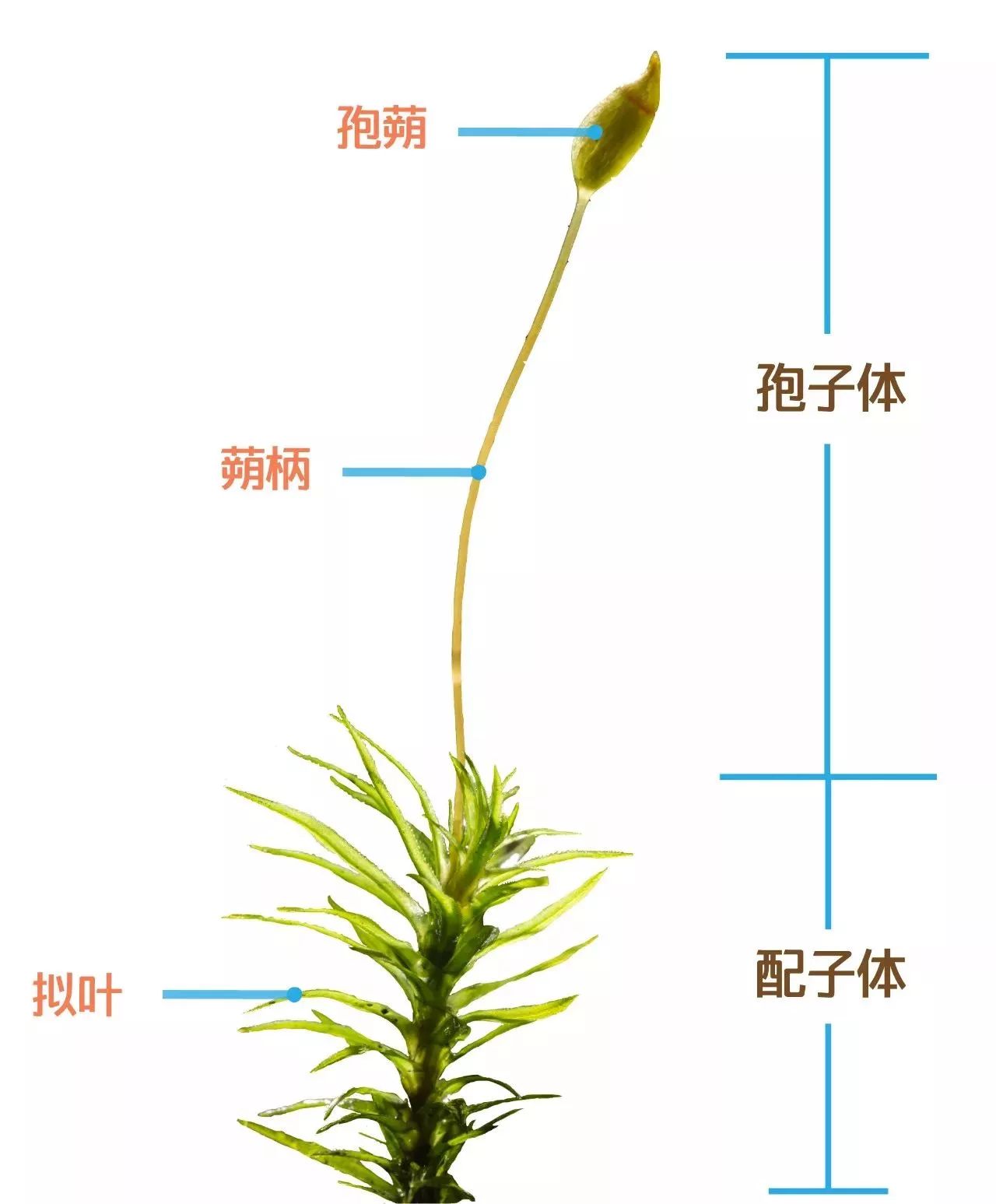 1苔 类苔类的配子体可以是叶状体(即植物体没有茎和叶的分化)或者茎叶