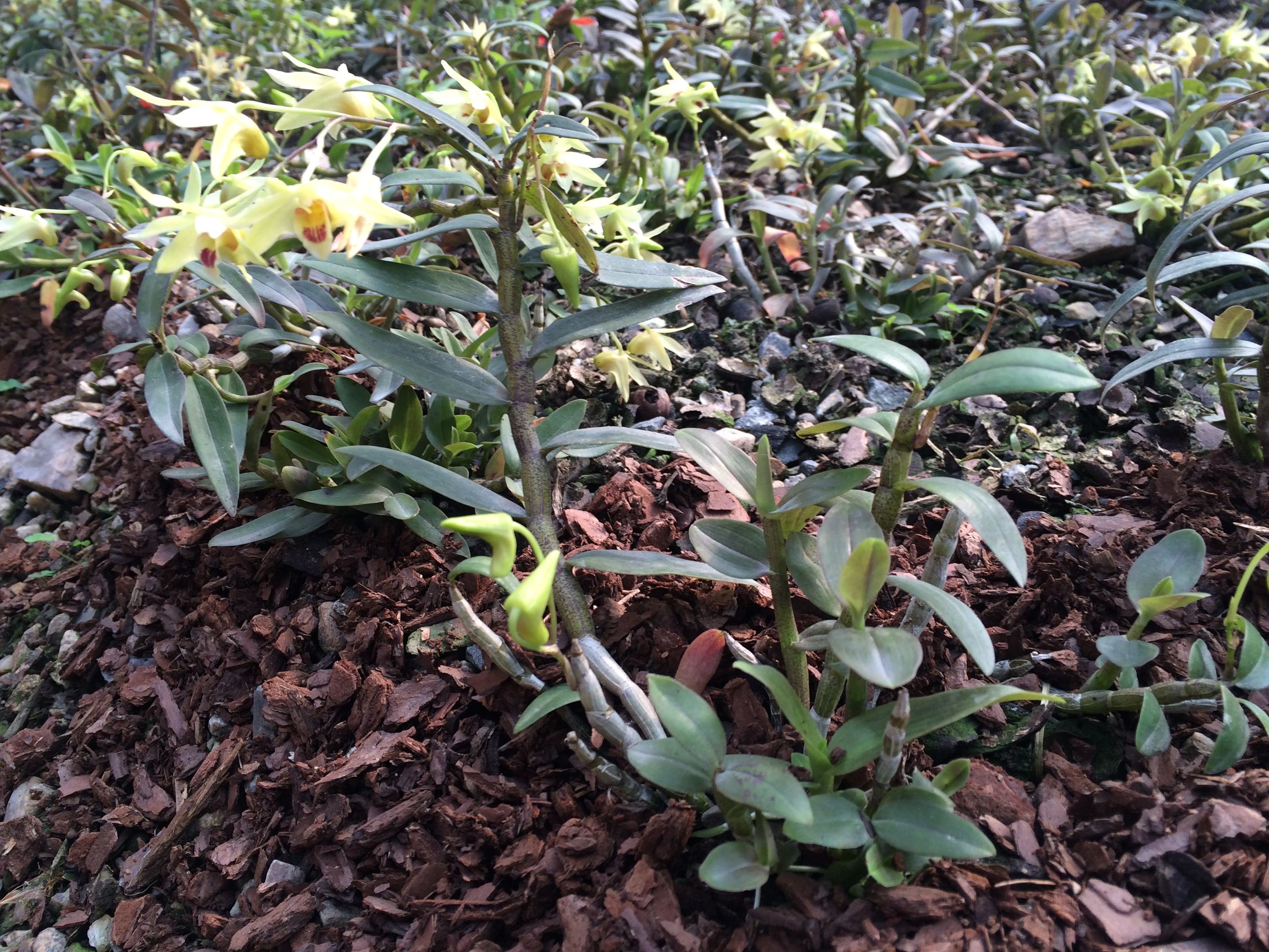 黑节草别名图片