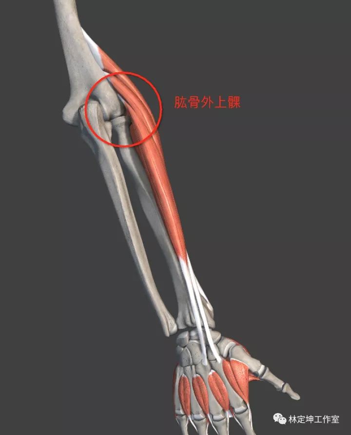 肱骨外上髁解剖部位图示