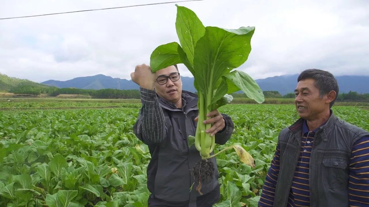 連州|這兒的遲菜心名聲在外,但我沒想到直接從地裡拔出來就能生吃!