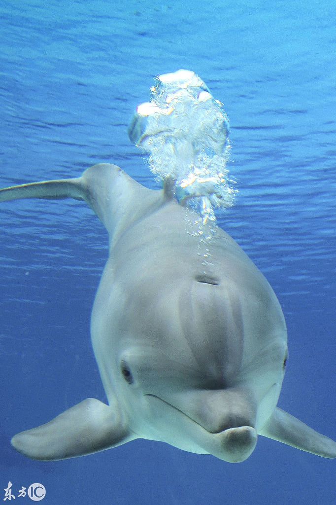 海豚真情会图片