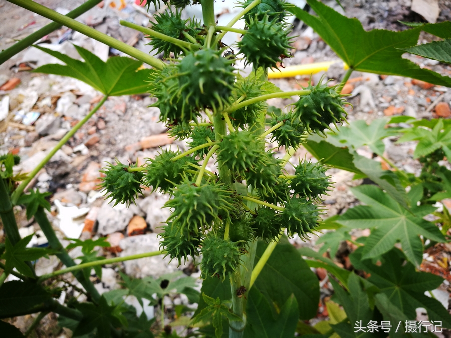 中草药拔毒草图片图片