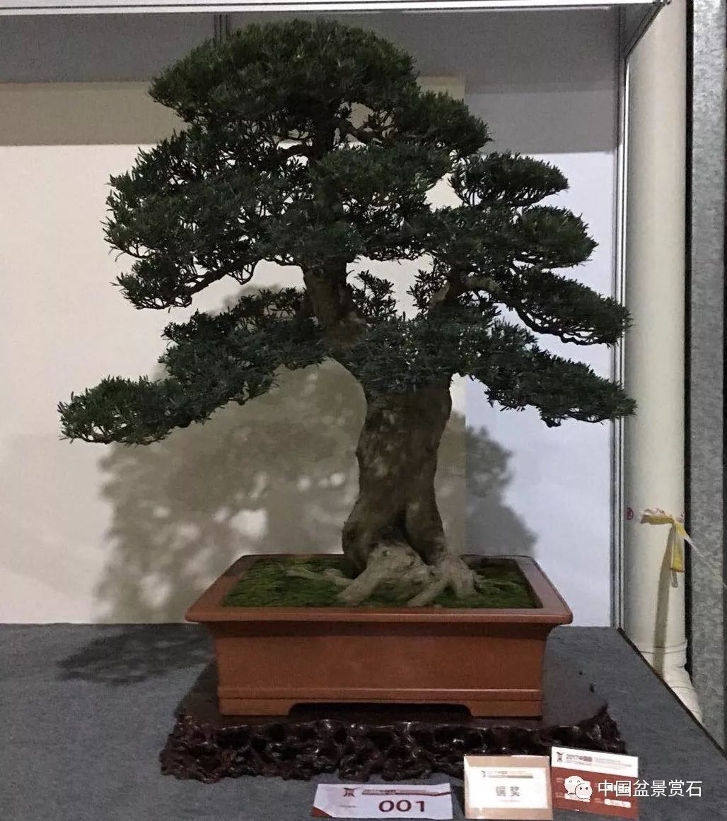 "清芳 罗汉松 盛培清藏品真柏 马金文藏品"风里听松声 五针松 朱德