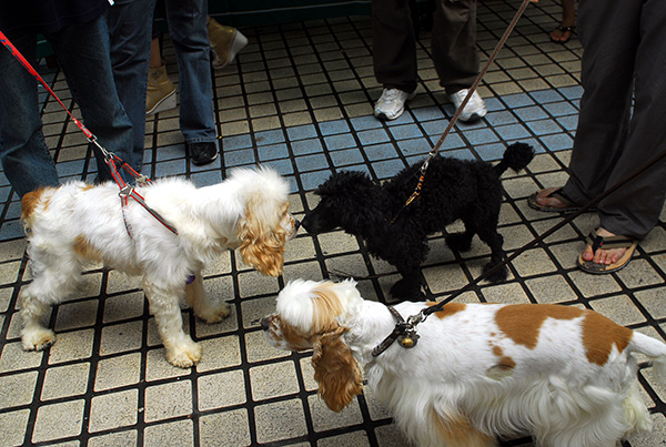 海口啟動城市養犬專項整治行動:將組建捕犬隊捕捉收容流浪犬