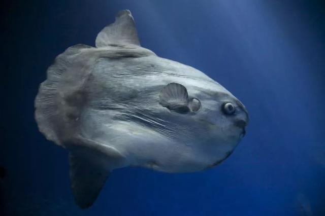 翻车鱼:海洋中最大的硬骨鱼!