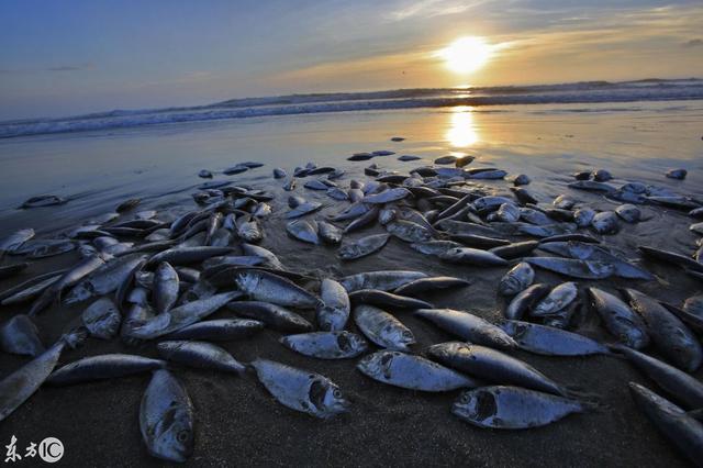 美国海岸铺满数千鲱鱼尸体,真实死亡原因令当地居民恐慌不已