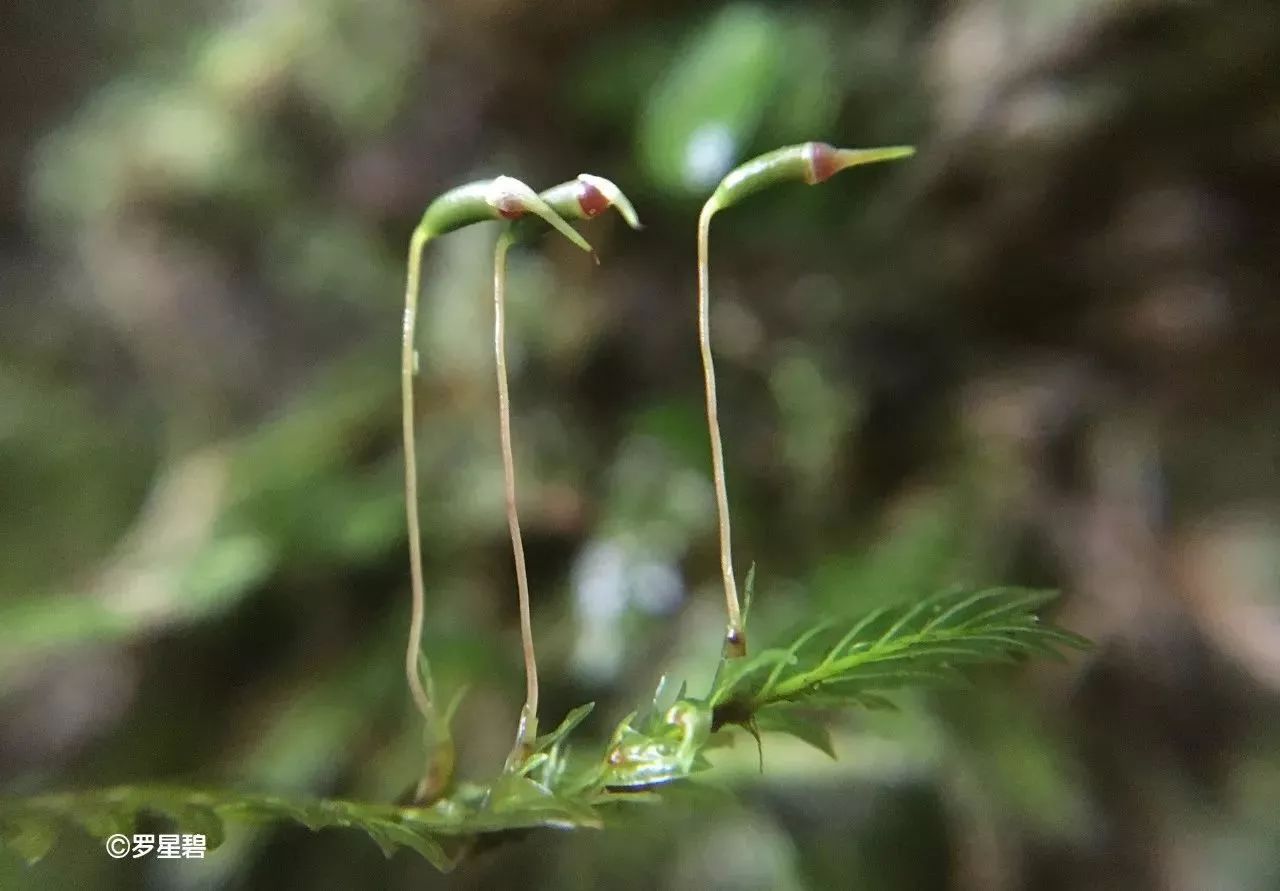 鳳尾蘚,它的植物體扁平,很像傳說中鳳凰的尾巴許多苔蘚植物是雌徐異