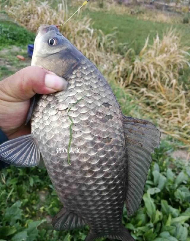 扒開茂密的草洞釣魚,實在佩服釣魚人的精神