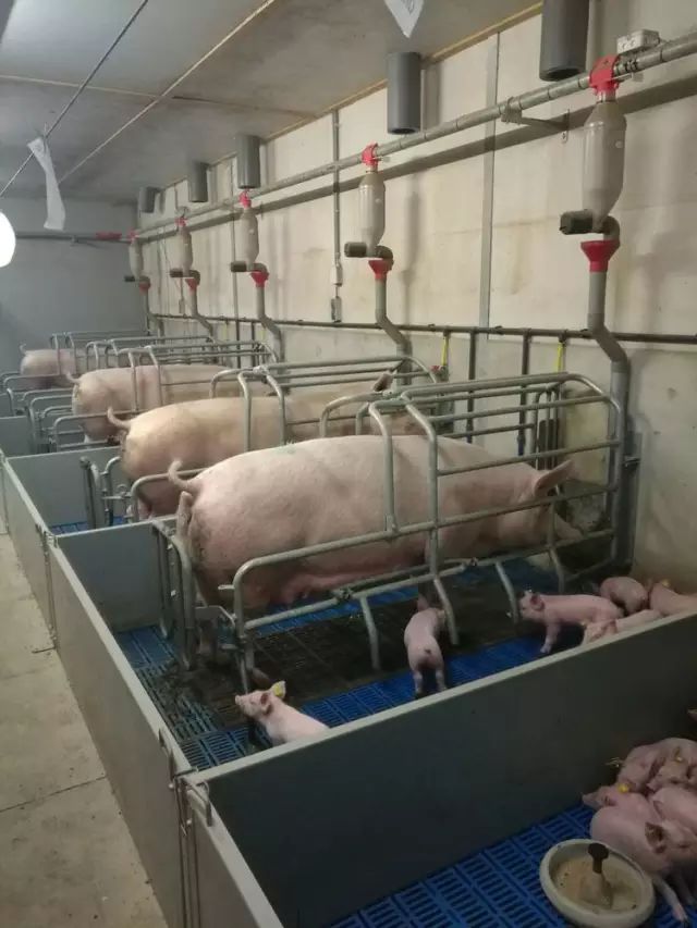 母猪产房设计图排粪图片