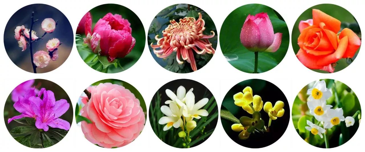 中国传统十大名花图片
