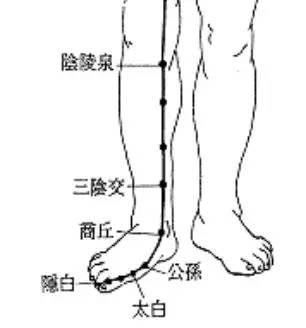 脾胃在腿的位置示意图图片