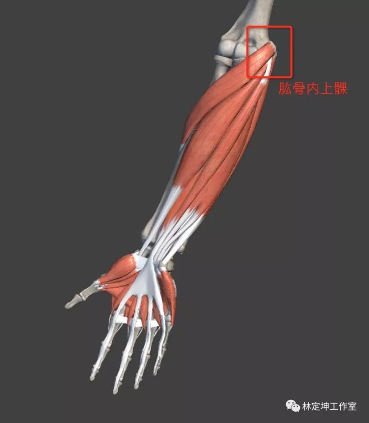 肱骨内上髁解剖部位图示