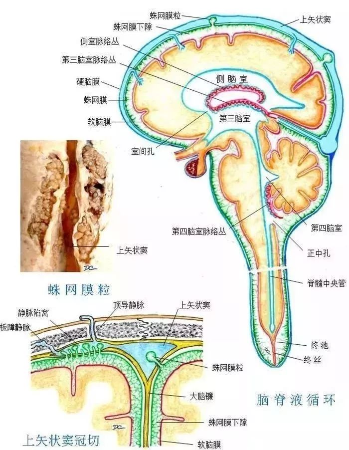 腦脊液是大腦垃圾的清潔工