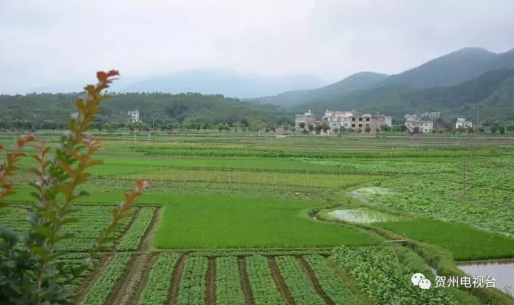 国家将要给富川这几个地方发几百万元,富川6个地方入选广西特色农业