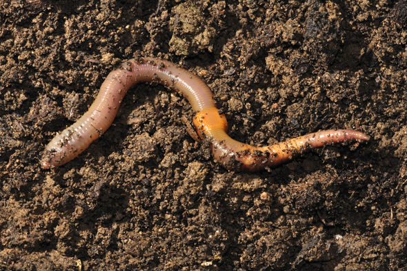 观察到土壤混合物中的蚯蚓繁殖,顺利产下幼虫