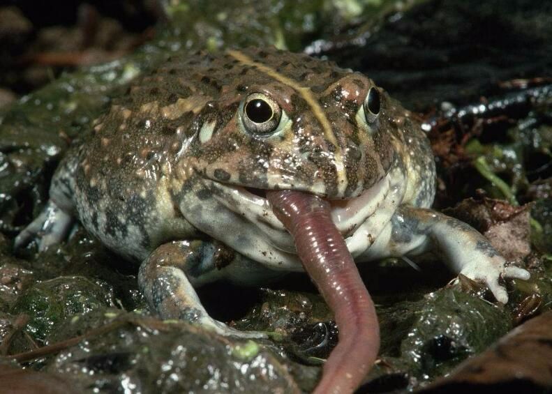 经一段时间养殖后,晚间蚯蚓出土活动,便可被牛蛙捕食