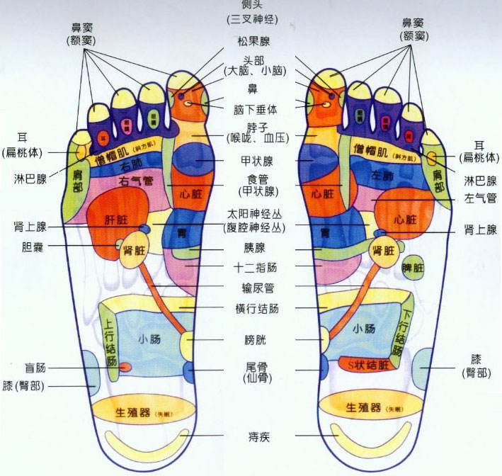 生物全息理论认为足部有人体全身生物信息的反射区