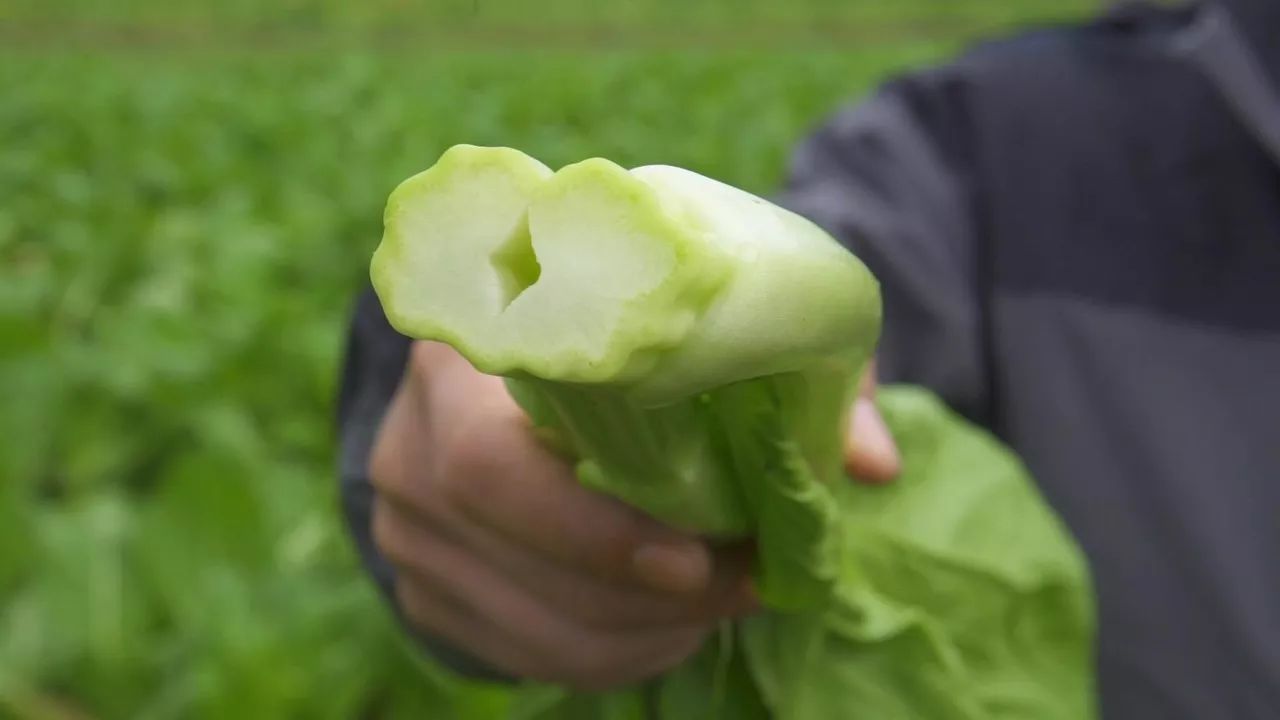 连州|这儿的迟菜心名声在外,但我没想到直接从地里拔出来就能生吃!