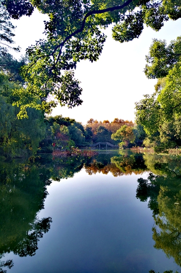 初冬西湖美如畫麴院天然油畫色虎跑路紅杉煥彩六和塔垂絲海棠冬日凌亂